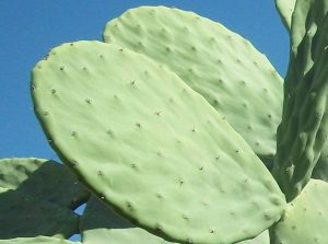 2 Pads - Prickly Pear Cactus Plant Cuttings Live Opuntia