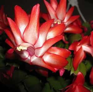 Red Christmas Cactus Plant - Zygocactus - 4" pot