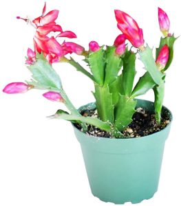 9GreenBox - Red Christmas Cactus Plant - Zygocactus - 4" Pot