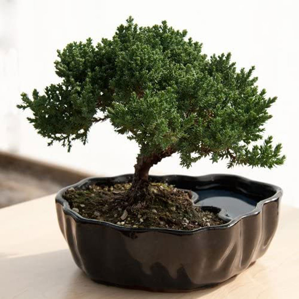Zen Reflections Juniper Bonsai - The Juniper Bonsai is commonly regarded as the beginner bonsai, as for the easiness of care for the plant