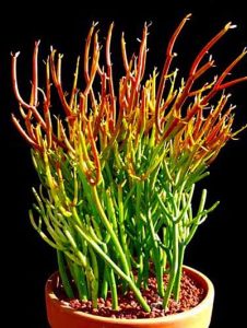 Fire Sticks Pencil Cactus - Euphorbia - Easy to grow - 6" Pot