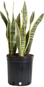 Costa Farms Premium Live Indoor Snake Plant, Sansevieria laurentii, Floor Plant, Grower Pot, Shipped Fresh From Our Farm
