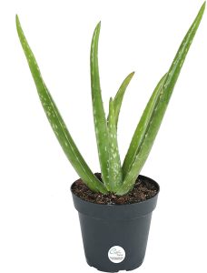 Costa Farms Aloe Vera Live Indoor Plant in 4-Inch Grower Pot