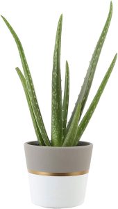 Costa Farms, Premium Live Indoor Aloe Plant, Shelf Plant, Two-Toned White & Gold Modern Ceramic Decorator Pot, Shipped Fresh From Our Farm