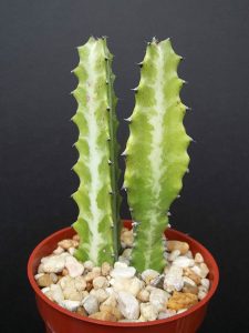 EUPHORBIA LACTEA Dragon bone cactus Elkhorn plant succulent cacti candelabra 4"