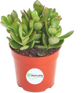 Crassula Ovata 'Jade Plant', Hand Selected for Health, Size & Readiness, 4" Pot