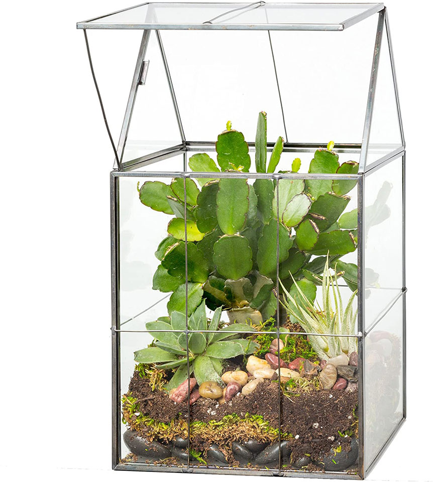 Deco Glass Terrarium, Succulent & Air Plant