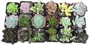 Cal Farms 2" Beautiful Assorted Variety Succulents for Weddings Or Party Favors Or Succulent Gardens (Pack of 20)