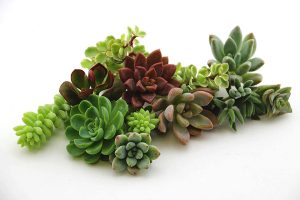 Shop Succulents | Assortment of Hand Selected Live Succulent Cutting for Arrangements and DIY Projects