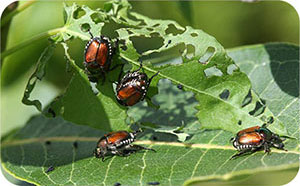  Japanese beetles leave telltale signs – here’s how to tell if you need to take action with Spectracide Bag-A-Bug Japanese Beetle Trap: Leaves are lacy and skeletonized, with only the veins remaining Trees that are severely infested may have a scorched appearance Adult Japanese beetles are visibly flying around plants – they’re daytime feeders and most active when it’s warm and sunny
