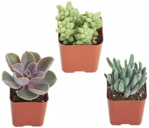Succulents | Unique Collection | Assortment of Hand Selected, Fully Rooted Live Indoor Succulent Plants