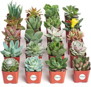 Shop Succulents | Unique Collection of Live Plants, Hand Selected Variety Pack of Mini Succulents, Standard box