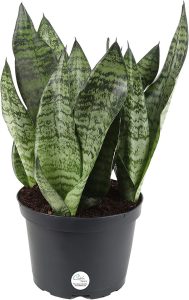 Costa Farms Premium Live Indoor Snake Plant, Sansevieria, Tabletop Plant, Grower Pot, Shipped Fresh From Our Farm