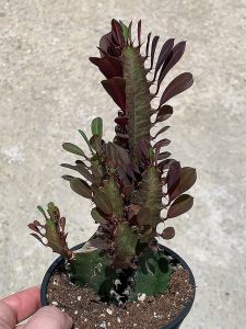 Euphorbia Trigona Rubra African Milk Tree Rare Cactus Plant Exotic Succulent 4"