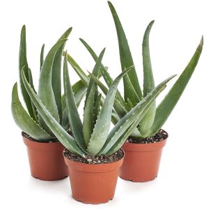 Shop Succulents | Aloe Vera Collection of Live Plants, Hand Selected Variety Pack of Mature Aloe Vera