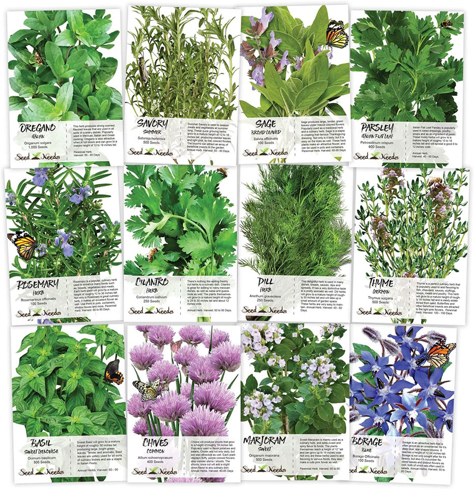 Non-GMO Culinary Herb Seed Collection, 12 Individual Seed Packets Incl. 4,000+ Seeds Collectively (Sage, Basil, Chives, Cilantro, Rosemary, Dill, Marjoram, Oregano & More!)