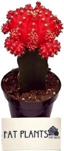 Fat Plants San Diego Grafted Moon Cactus Succulent Plants (1, Red)