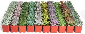 Shop Succulents | Radiant Rosette Collection of Live Succulent Plants, Hand Selected Variety Pack of Mini Succulents