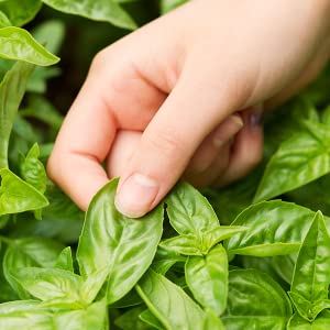  Everything You Need Growing your own herb garden from seedlings is a super rewarding experience that will make your cooking much more enjoyable. Our high-quality seeds are 100% non-GMO and grown in the USA.