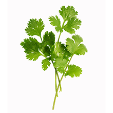  Cilantro Cilantro has a distinct fragrance and taste that many people love — and is commonly used in many Latin American and Asian dishes.